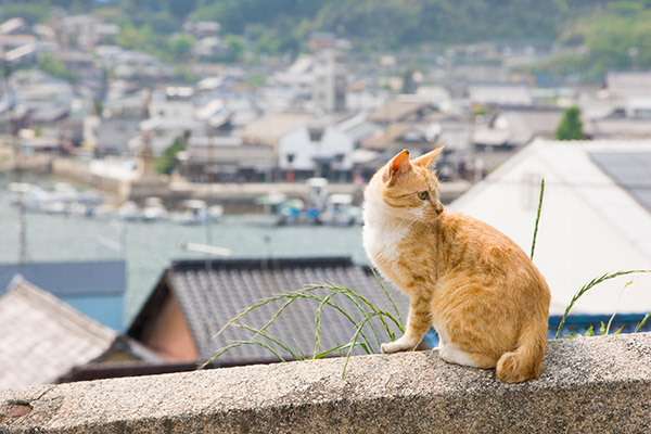 A voir (Hiroshima, Miyajima)